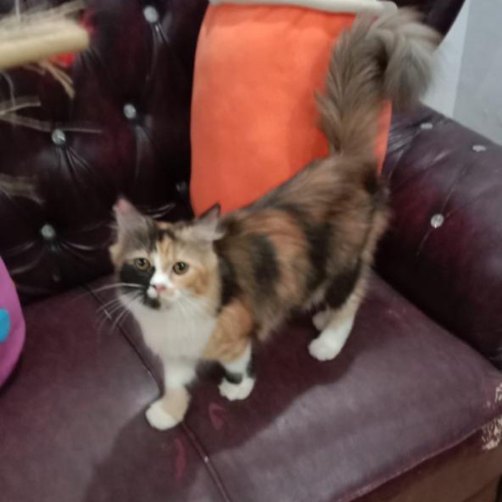 Lepas Adopsi Betina Hamil Minggu