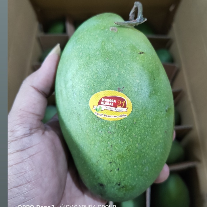 MANGGA ALPUKAT SUPER