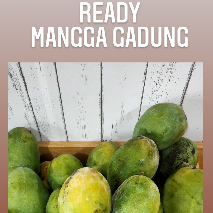 MANGGA GADUNG