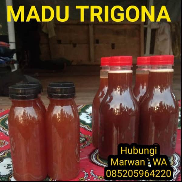 Madu Trigona