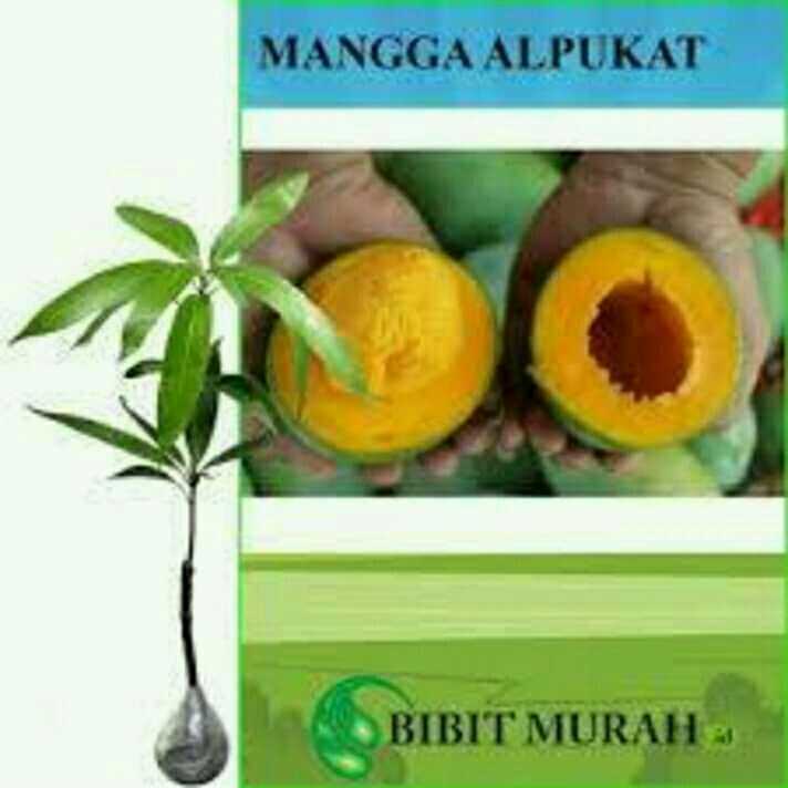 Mangga Alpokat