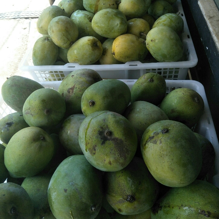 Mangga Aromanis