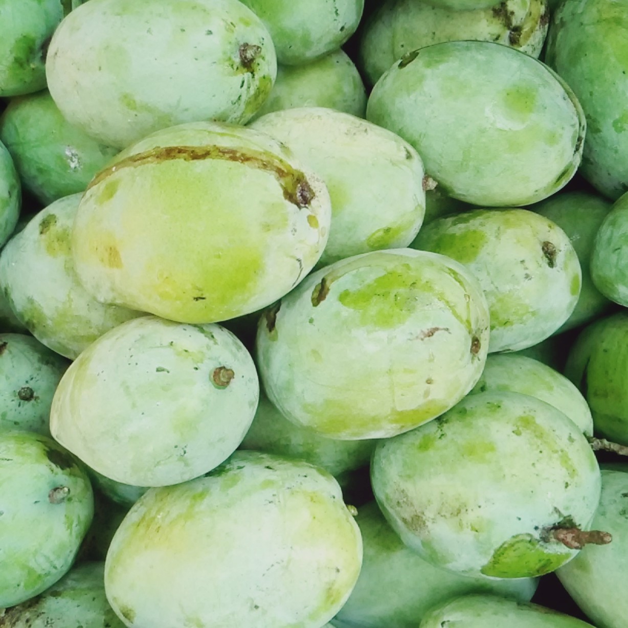 MANGGA CENGKIR 1KG