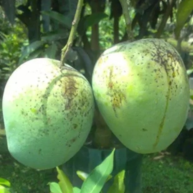 Mangga Darmayu 3