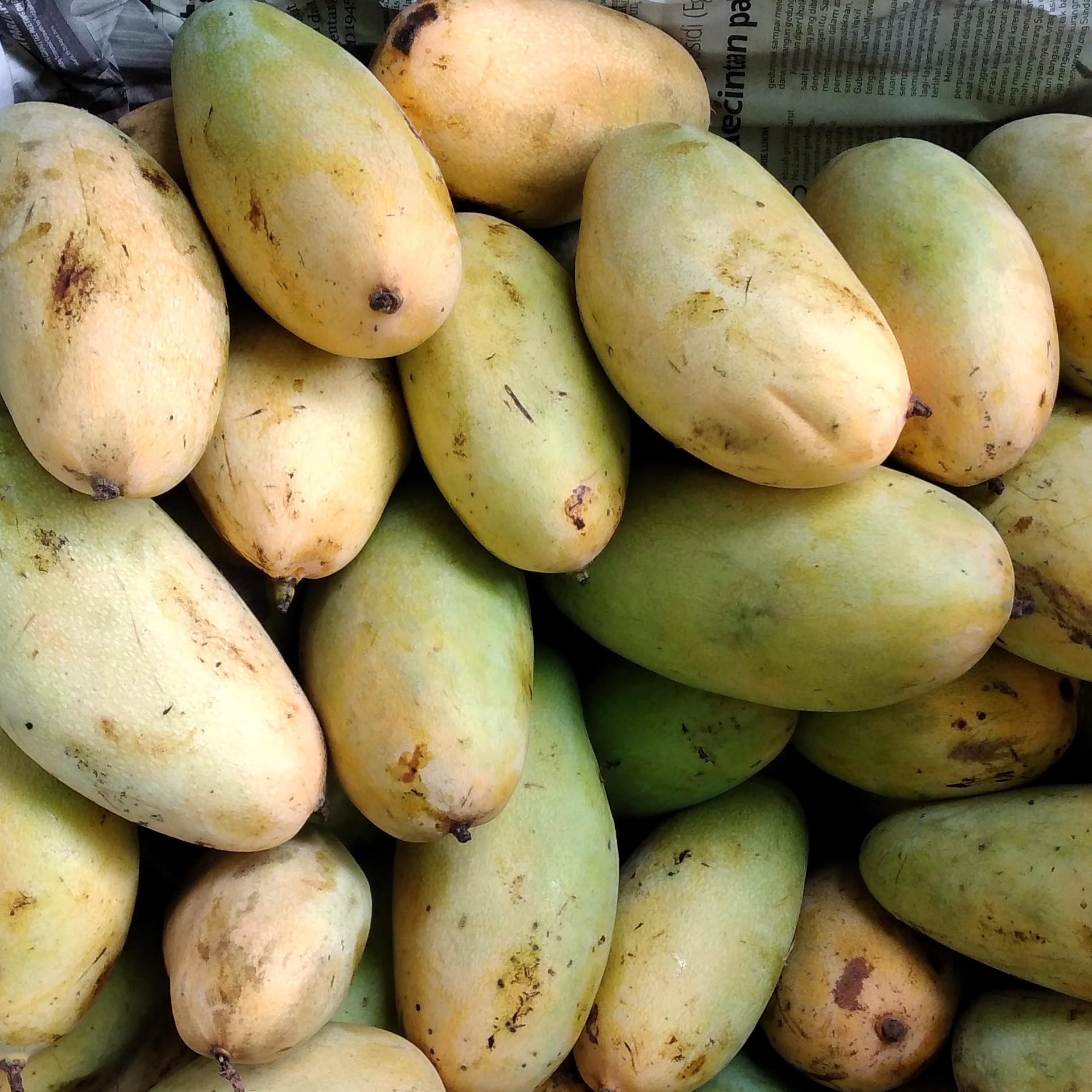 Mangga Golek