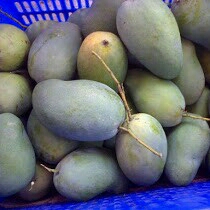 Mangga Harum Manis