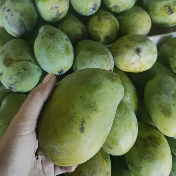 Mangga Harum Manis Masak Pohon