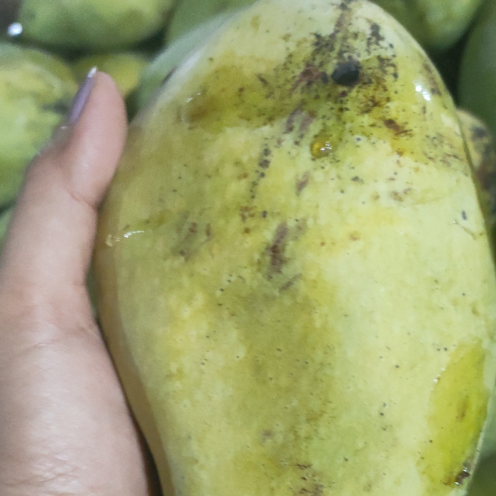 Mangga Jawa 