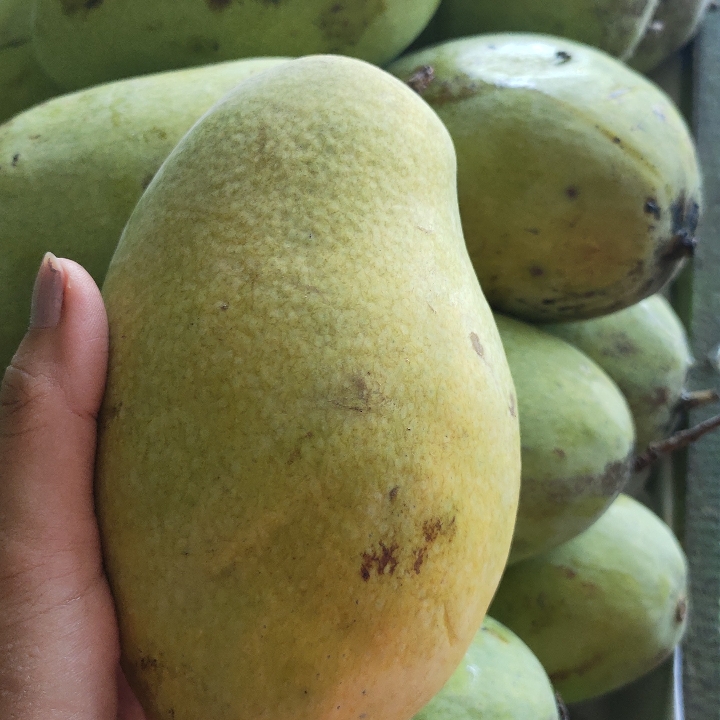 Mangga Jawa