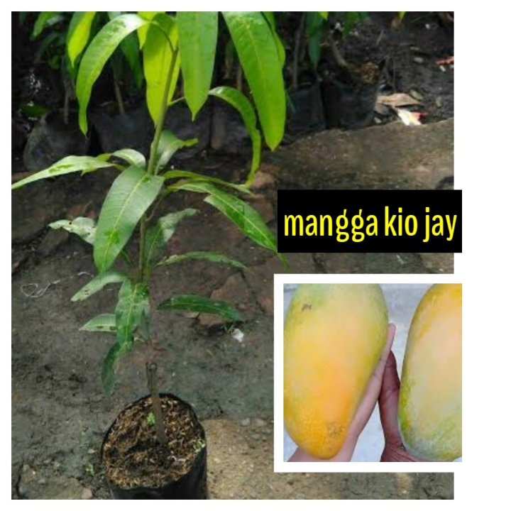 Mangga KioJay