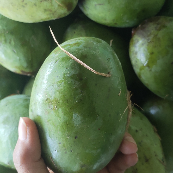 Mangga Kweni