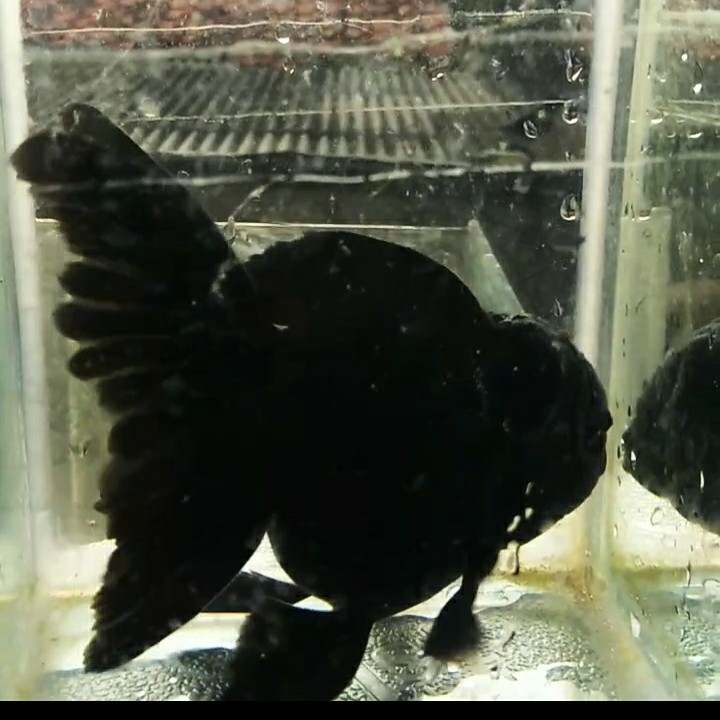 Mas Koki Black Oranda Solid 