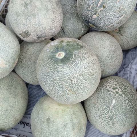 Melon