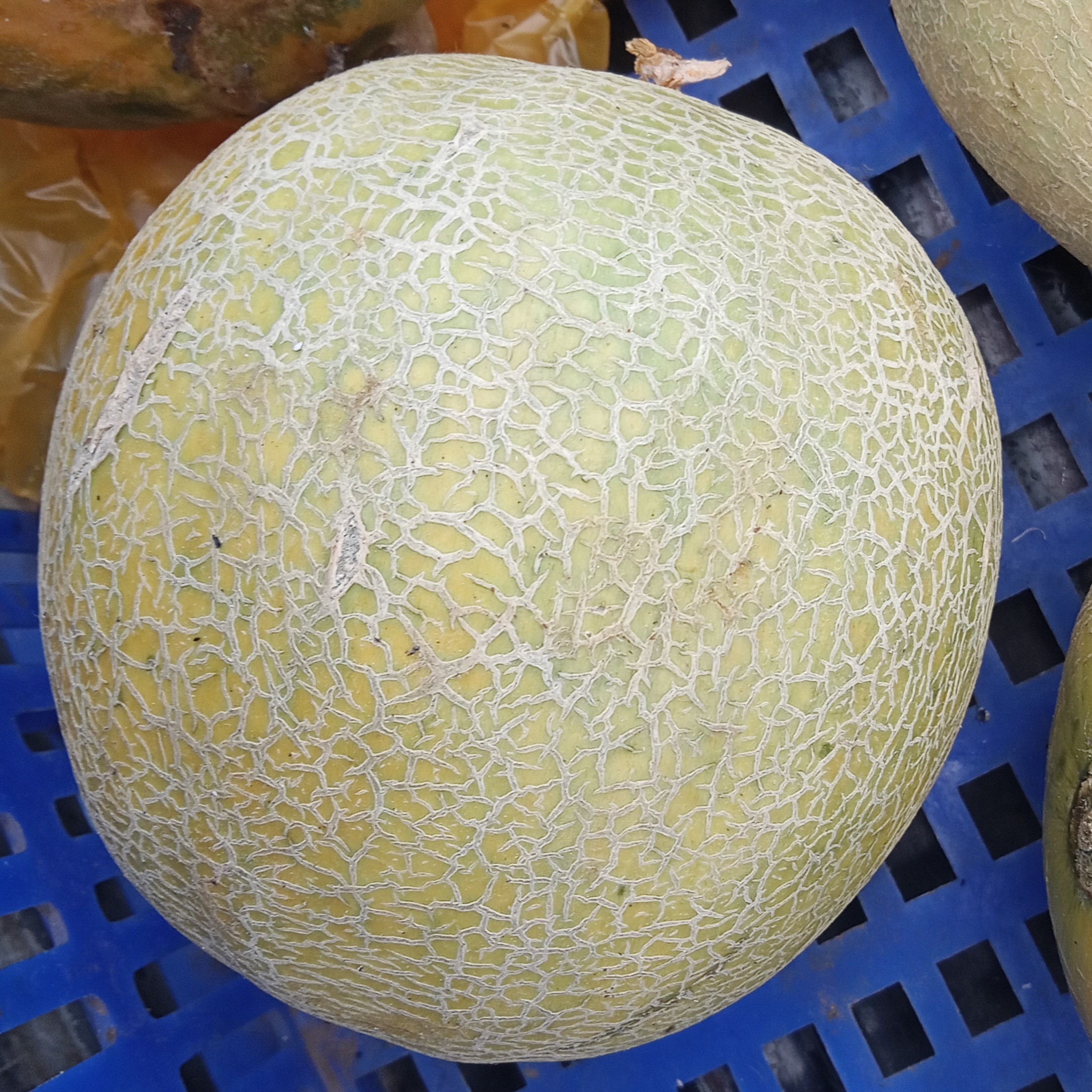 Melon