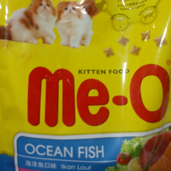 Meo Kitten