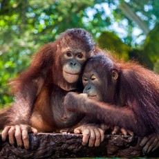 Morning Breakfast with Orangutan