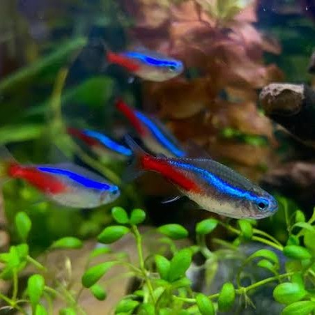 NEON TETRA