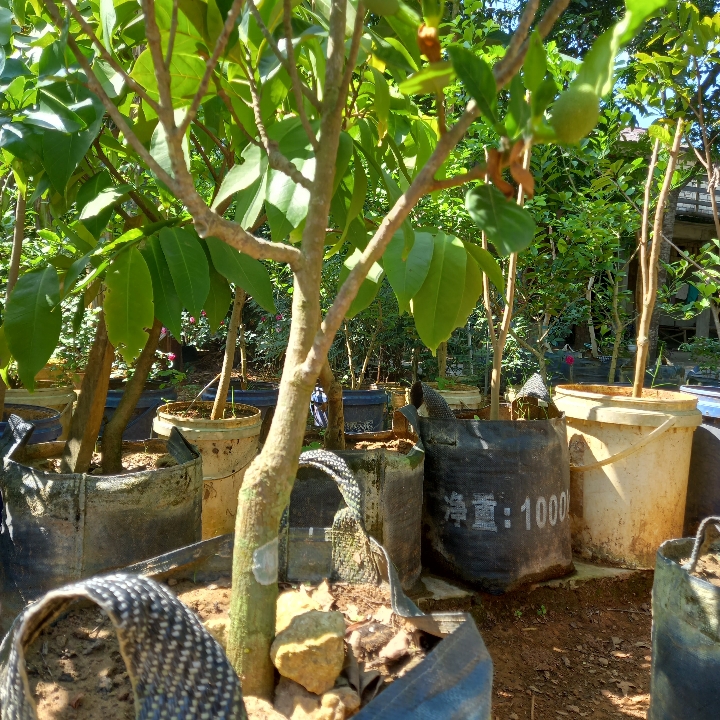 Nangka Dalam Pot Berbuah