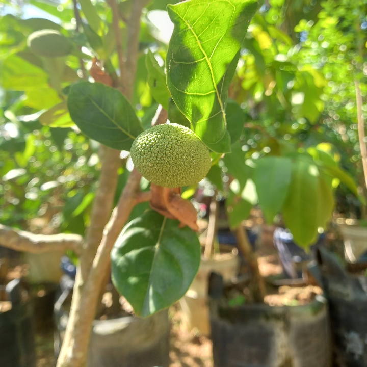 Nangka Dalam Pot Berbuah 2