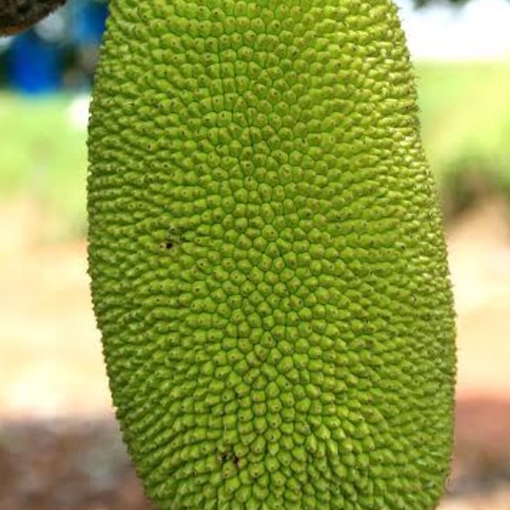 Nangka Muda