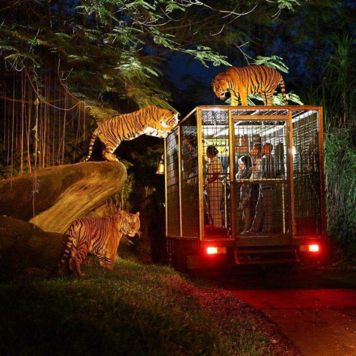 Night Safari Package