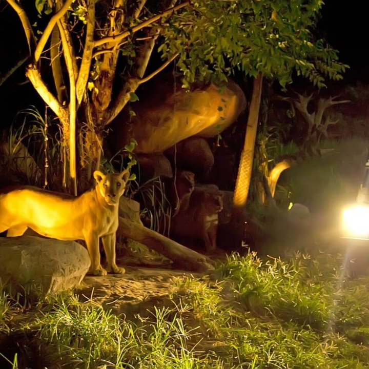 Night Safari Package 2