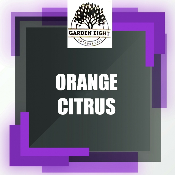 Orange Citrus