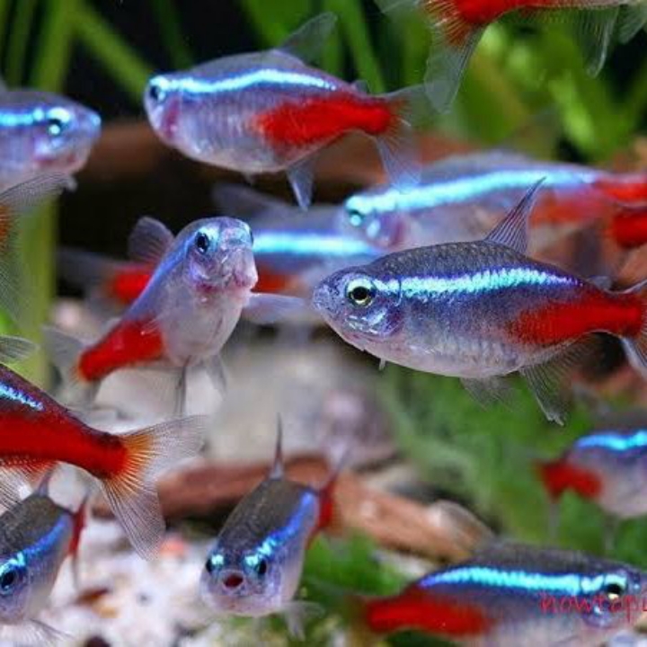 PAKET 10 EKOR NEON TETRA