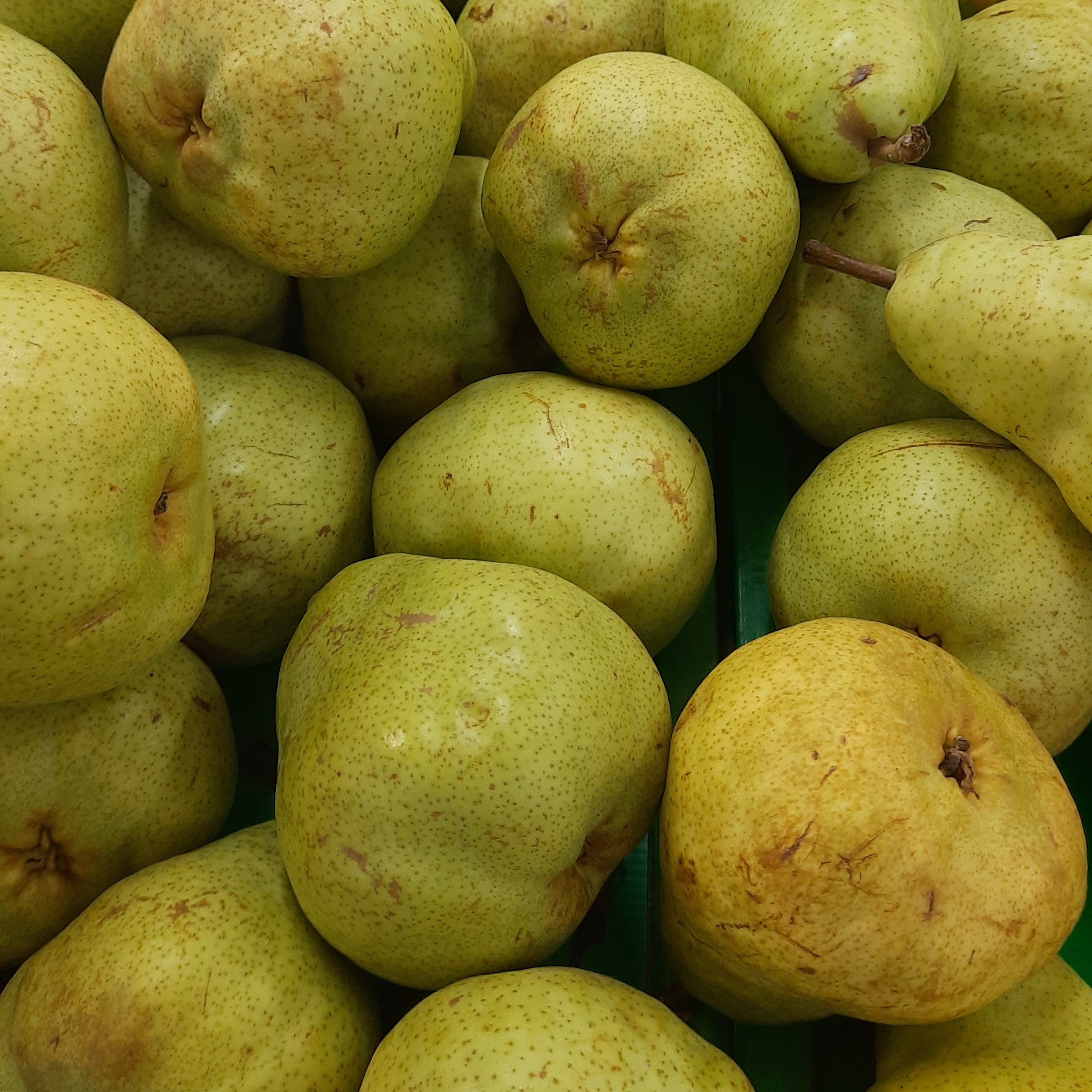 PEAR HIJAU 500 GRAM 3