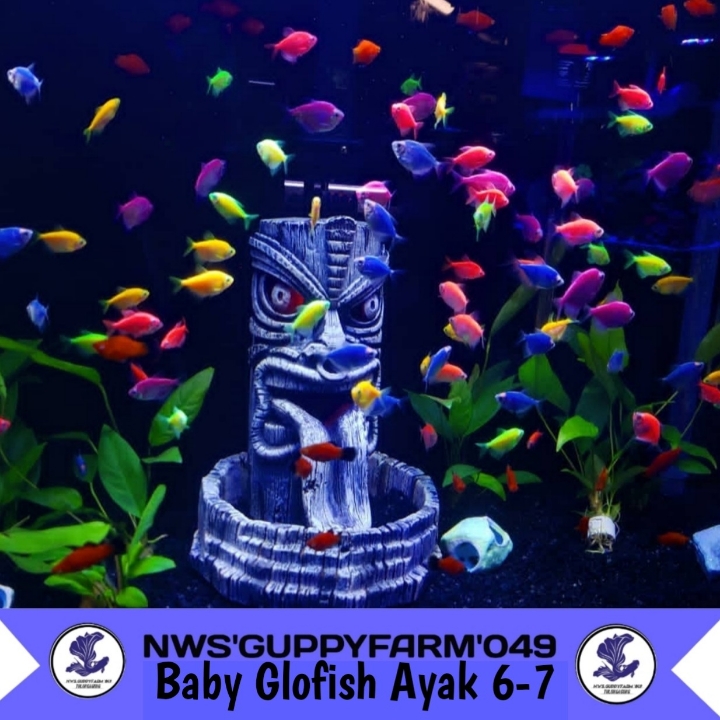 Paket ikan glofish per10 Ekor Warna Lengkap