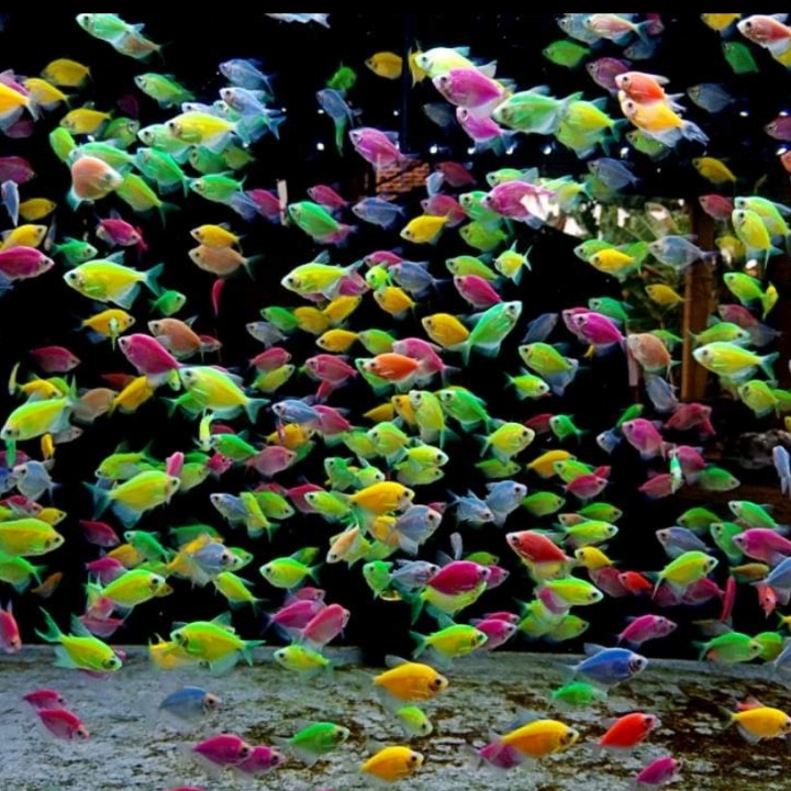 Paket ikan glofish per10 Ekor Warna Lengkap 2