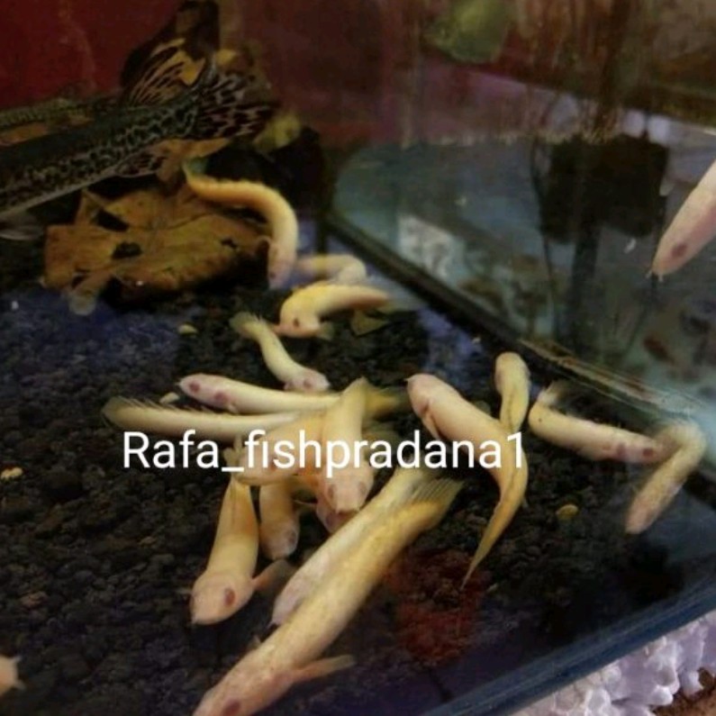 Palmas albino 10cm