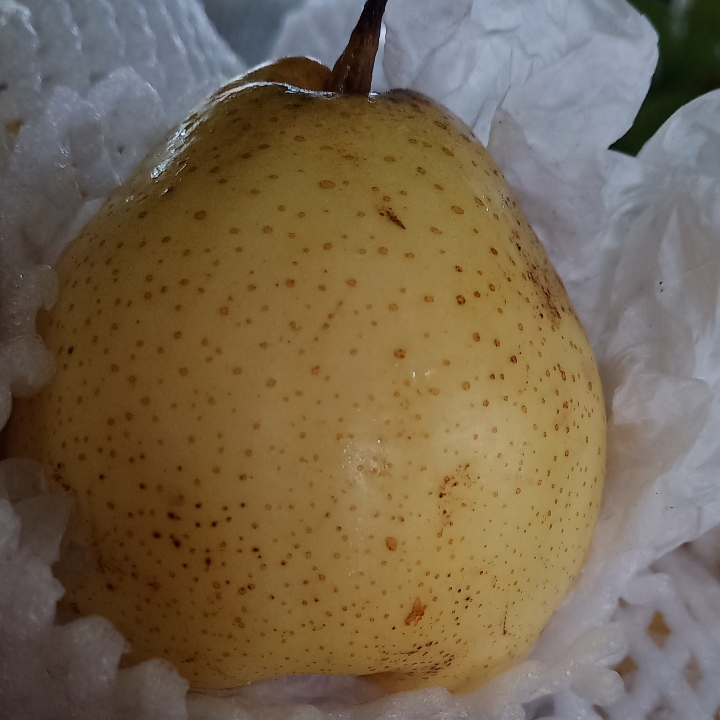 Pear Yalie