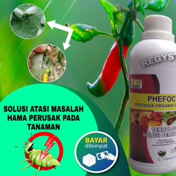 Pestisida Organik Obat Pembasmi Hama tanaman Phefoc Hcs Pestisida