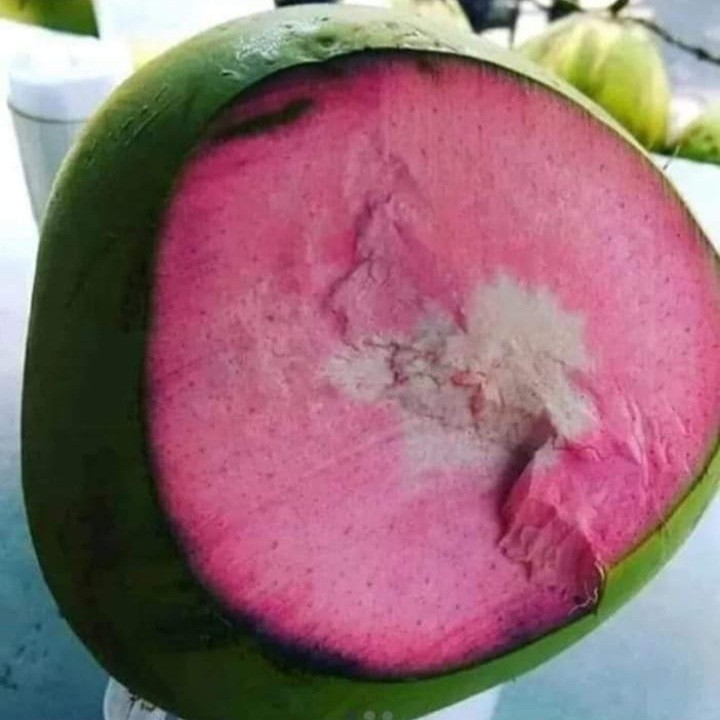 Pink Coconut