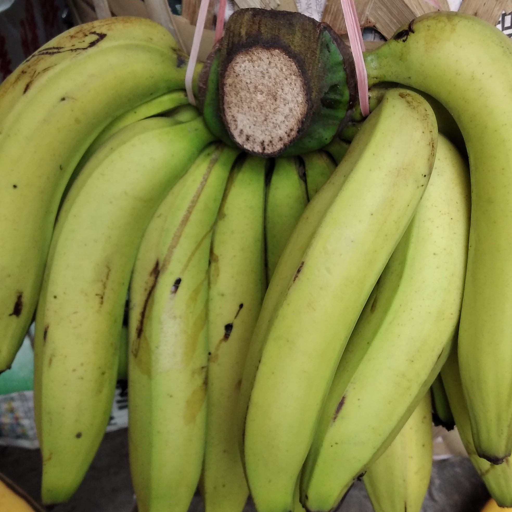 Pisang Ambon Lumut