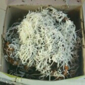 Pisang Keju