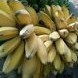 Pisang Kepok