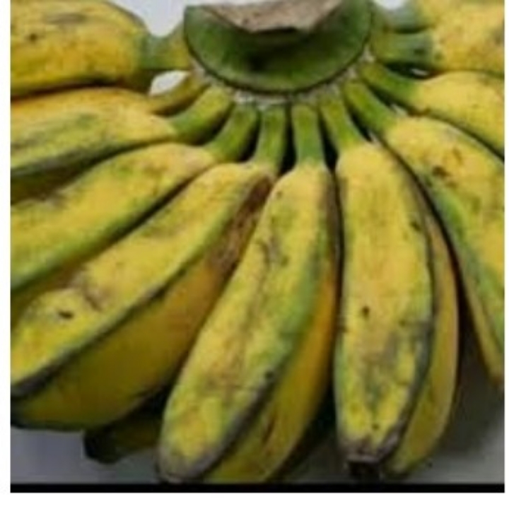 Pisang Kepok Kuning 1 Sisir