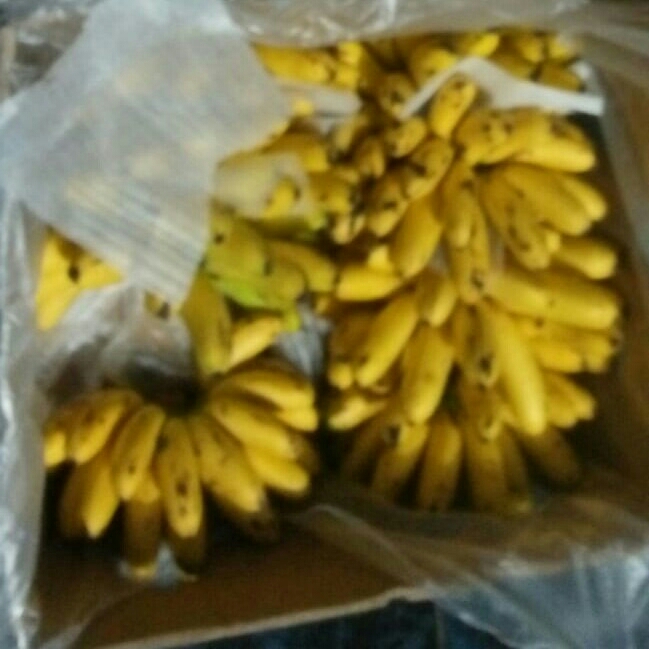 Pisang Mas 