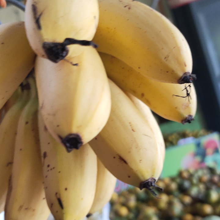 Pisang Mas