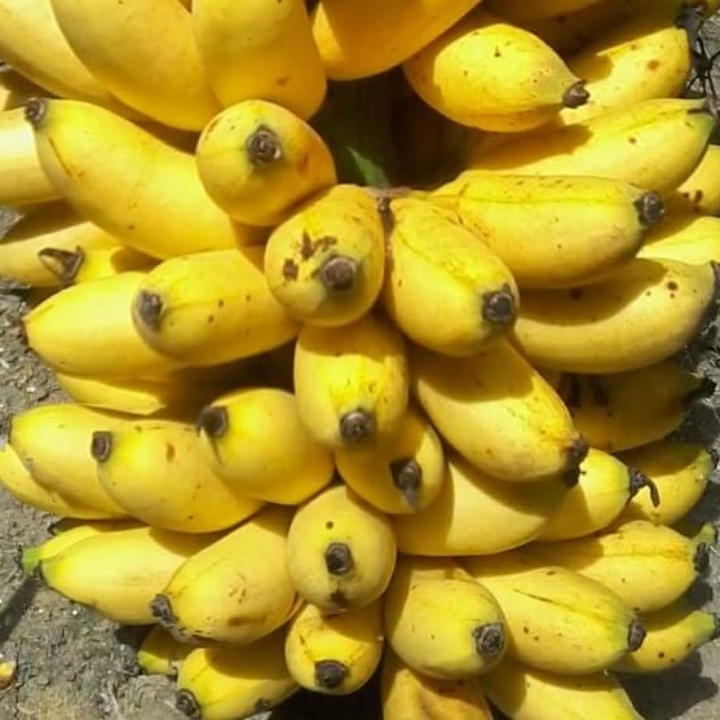 Pisang Sipining 1 Sisir 