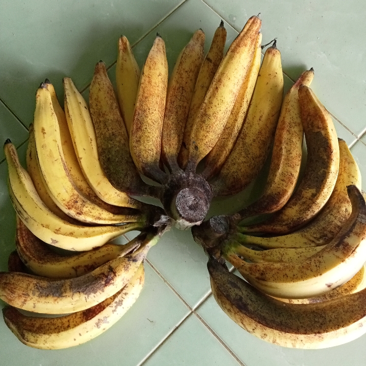 Pisang Tanduk  2