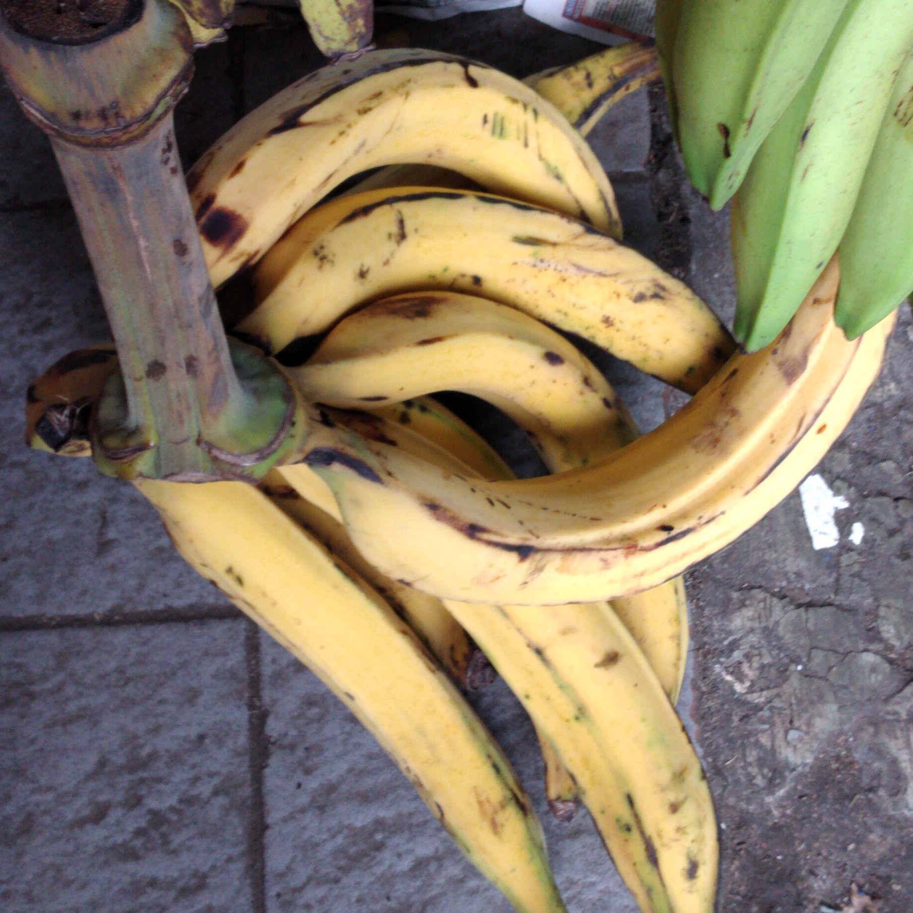 Pisang Tanduk