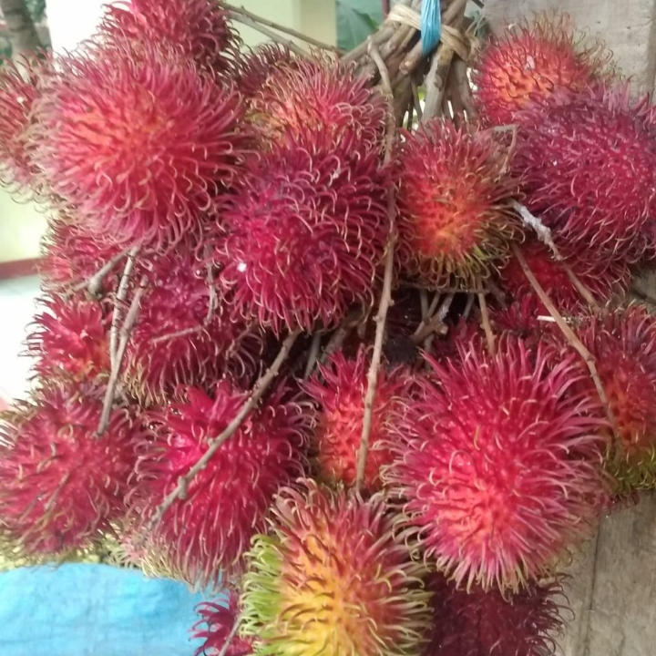 Rambutan 