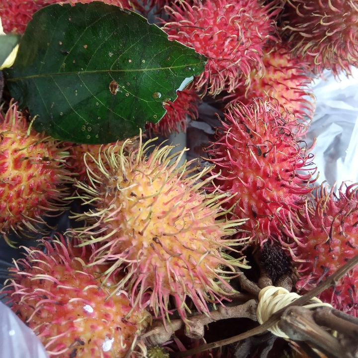 Rambutan