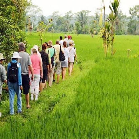 Rice Field Treeking 