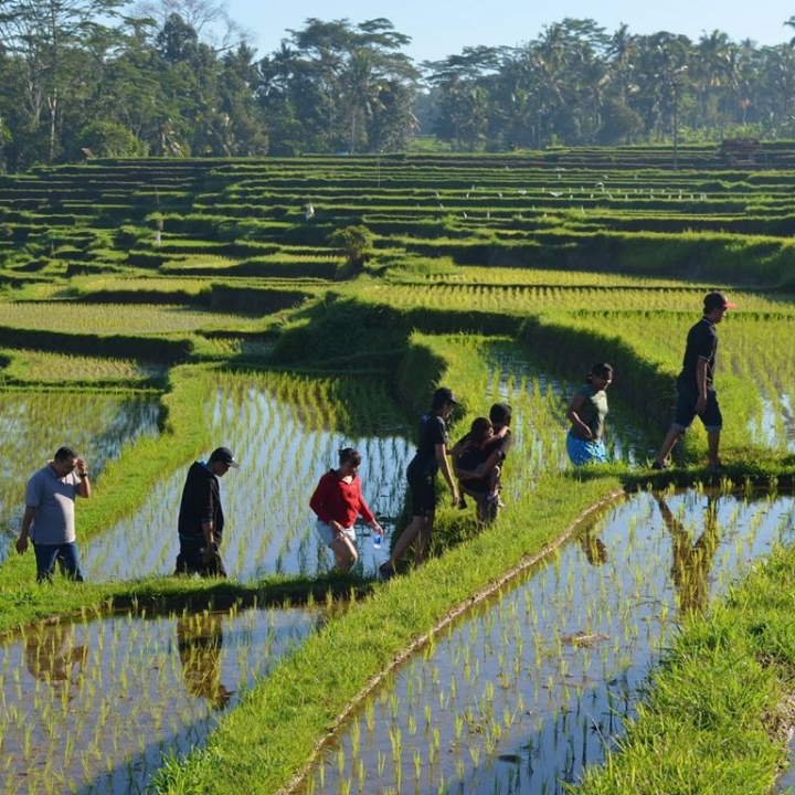 Rice Field Treeking  2