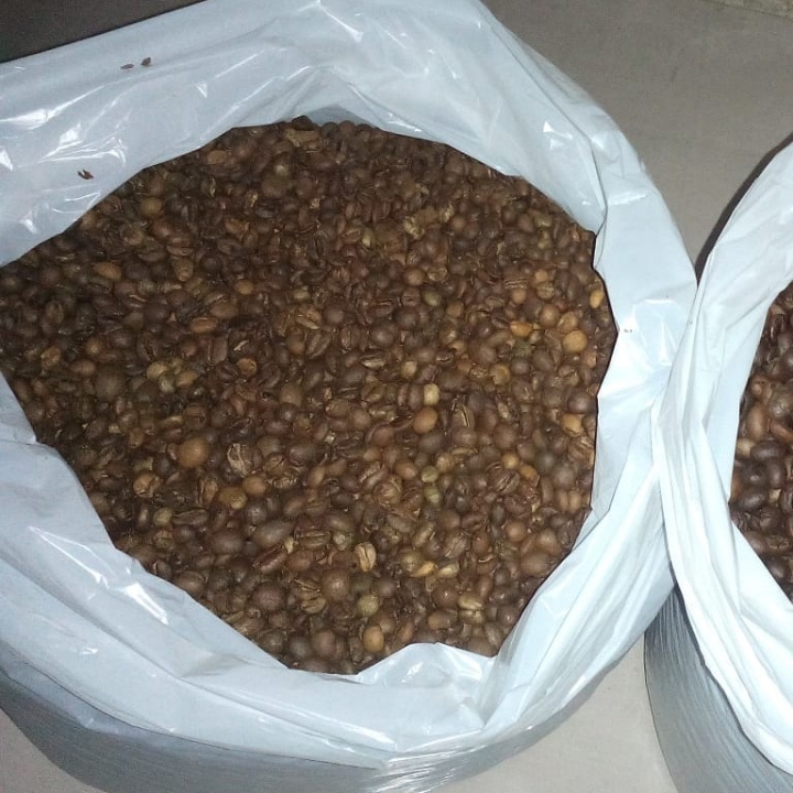 Robusta