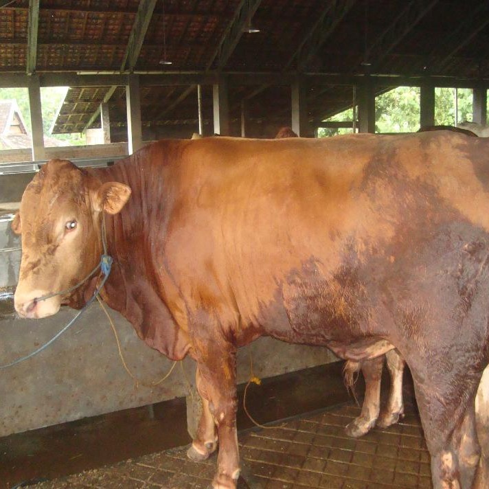 SAPI LEMBU DAGING KISARAN 65 KG - 70 KG JANTANBETINA  MERK SAPI PER E